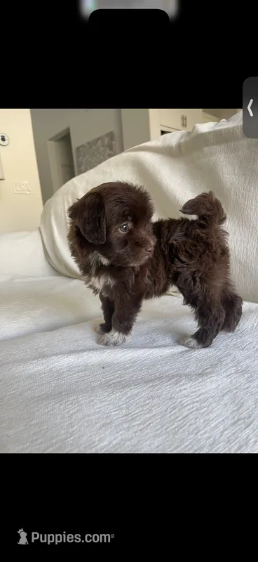 Luna – Maltipoo puppy for sale in Canyon Country, CA