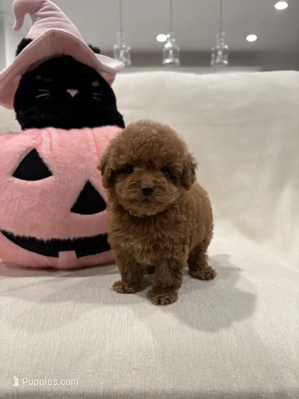 Sadie – Poodle - Toy  puppy for sale in Canyon Country, CA