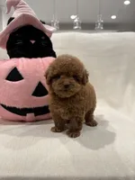 Sadie, a female Poodle - Toy  for sale in Canyon Country, CA – 1 of 4