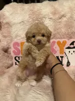 Penny, a female Pomapoo for sale in Canyon Country, CA – 4 of 5