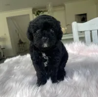 Prince, a female Maltipoo for sale in Beverly Hills, CA – Photo 2 of 2