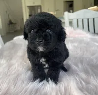 Prince, a female Maltipoo for sale in Beverly Hills, CA – Photo 1 of 2