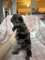 Maple, a female Poodle - Toy  for sale in Canyon Country, CA – 3 of 6