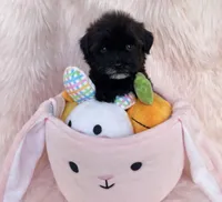 Boo, a male Yorkipoo for sale in Beverly Hills, CA – Photo 2 of 2