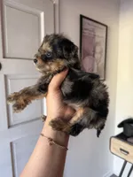 Ella, a female Yorkipoo for sale in Canyon Country, CA – 4 of 4