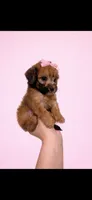 Millie, a female Maltipoo for sale in Beverly Hills, CA – Photo 3 of 3