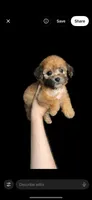 Millie, a female Maltipoo for sale in Beverly Hills, CA – Photo 2 of 3