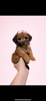 Millie, a female Maltipoo for sale in Beverly Hills, CA – Photo 1 of 3