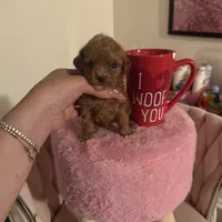 Eva, a female Poodle - Toy  for sale in Beverly Hills, CA – Photo 4 of 4