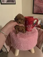 Eva, a female Poodle - Toy  for sale in Beverly Hills, CA – Photo 4 of 4