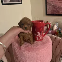 Eva, a female Poodle - Toy  for sale in Beverly Hills, CA – Photo 1 of 4