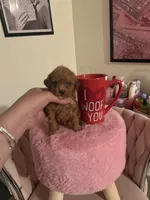 Eva, a female Poodle - Toy  for sale in Beverly Hills, CA – Photo 1 of 4