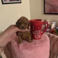 Eva, a female Poodle - Toy  for sale in Beverly Hills, CA – Photo 3 of 4