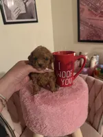 Eva, a female Poodle - Toy  for sale in Beverly Hills, CA – Photo 3 of 4