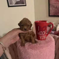 Eva, a female Poodle - Toy  for sale in Beverly Hills, CA – Photo 2 of 4