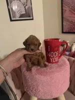 Eva, a female Poodle - Toy  for sale in Beverly Hills, CA – Photo 2 of 4