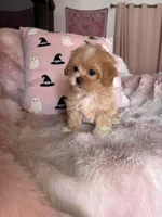 Molly, a female Maltipoo for sale in Canyon Country, CA – 3 of 7