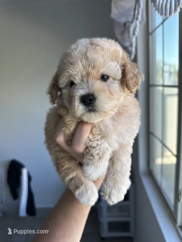Bella – Maltipoo puppy for sale in Canyon Country, CA