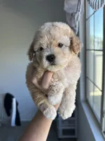 Bella, a female Maltipoo for sale in Canyon Country, CA – 1 of 7