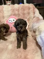 Maple, a female Poodle - Toy  for sale in Canyon Country, CA – 5 of 6