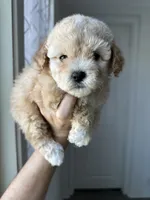 Bella, a female Maltipoo for sale in Canyon Country, CA – 3 of 7