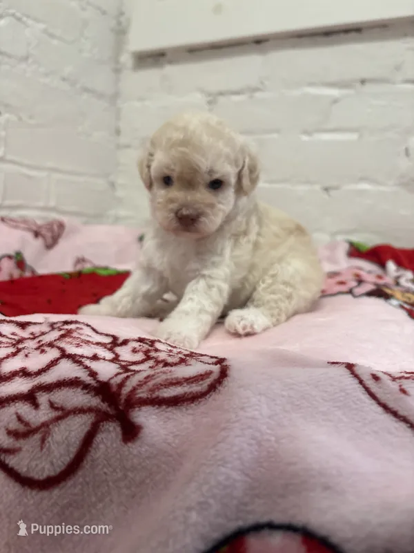 Bella – Pomapoo puppy for sale in Beverly Hills, CA