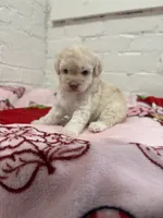 Bella, a female Pomapoo for sale in Beverly Hills, CA – 1 of 4