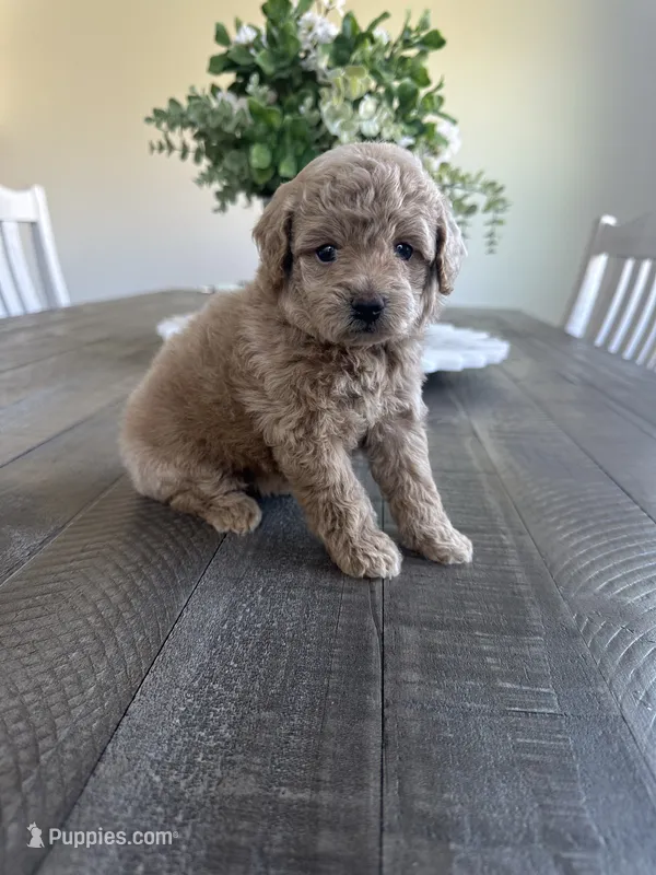 Bella  – Cavapoo puppy for sale in Canyon Country, CA