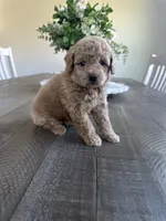 Bella , a female Cavapoo for sale in Canyon Country, CA – 1 of 2