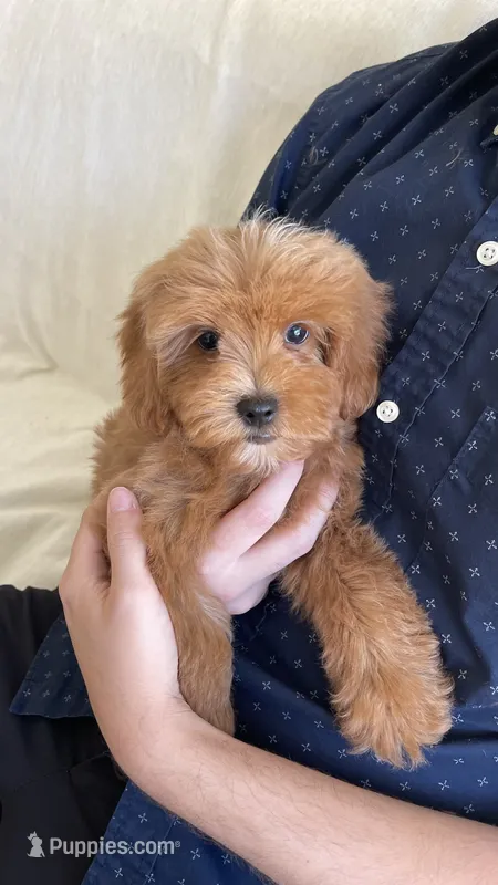 Ollie  – Maltipoo puppy for sale in Beverly Hills, CA