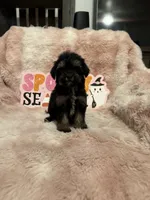 Willow, a female Morkie for sale in Canyon Country, CA – 3 of 3