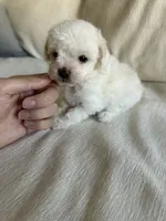 Chica, a female Pomapoo for sale in Beverly Hills, CA – 2 of 4