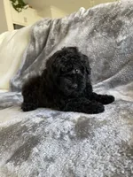 Josie, a female Poodle - Toy  for sale in Canyon Country, CA – 3 of 4