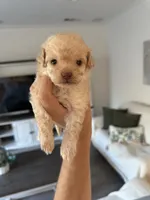 Bucky, a male Pomapoo for sale in Beverly Hills, CA – 2 of 3