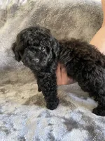Josie, a female Poodle - Toy  for sale in Canyon Country, CA – 2 of 4
