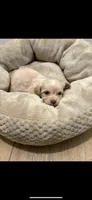 Luka, a male Maltese for sale in Beverly Hills, CA – Photo 3 of 3