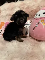 Ozzy, a male Morkie for sale in Canyon Country, CA – 2 of 4