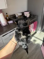 Willow, a female Yorkipoo for sale in Canyon Country, CA – 4 of 7
