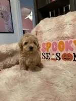 Ollie, a male Pomapoo for sale in Canyon Country, CA – 7 of 7