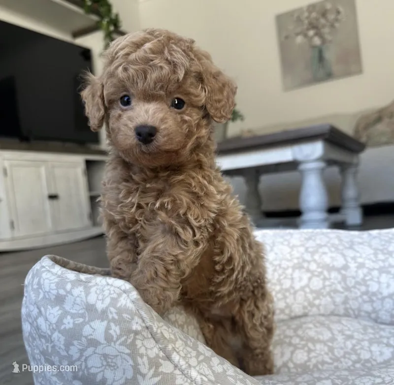 Jett – Maltipoo puppy for sale in Beverly Hills, CA
