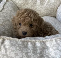 Jett, a male Maltipoo for sale in Beverly Hills, CA – Photo 2 of 2