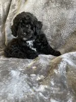 Nellie , a female Poodle - Toy  for sale in Canyon Country, CA – 4 of 5