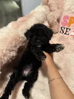 Phoebe, a female Poodle - Toy  for sale in Canyon Country, CA – 2 of 5