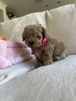 Lola , a male Poodle - Toy  for sale in Canyon Country, CA – 4 of 6