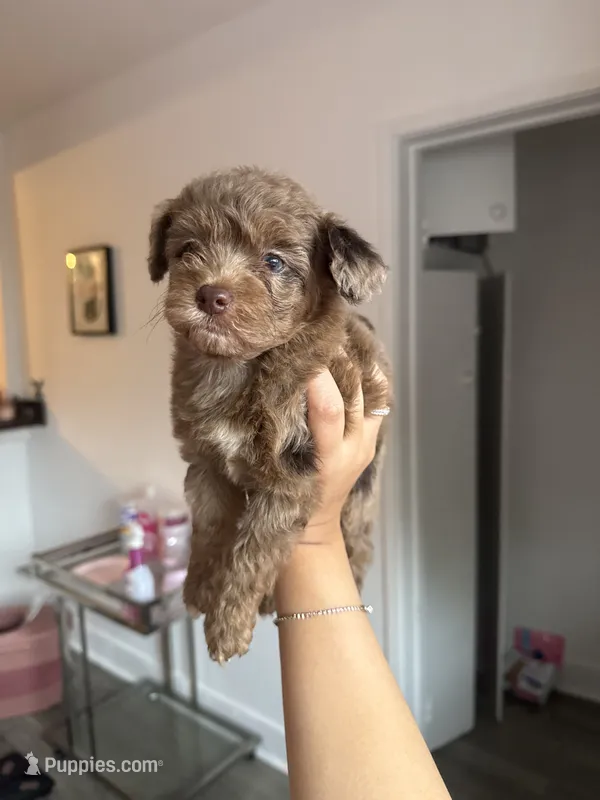 Millie, a female Poodle - Toy  for sale in Canyon Country, CA – 1 of 4