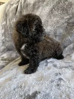 Gizmo , a male Poodle - Toy  for sale in Canyon Country, CA – 2 of 4