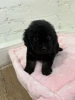 Roscoe , a male Maltipoo for sale in Beverly Hills, CA – 3 of 3