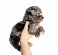 Chase, a male Maltipoo for sale in Beverly Hills, CA – Photo 3 of 3