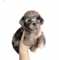 Chase, a male Maltipoo for sale in Beverly Hills, CA – Photo 1 of 3