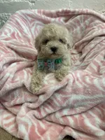 Benji , a male Maltipoo for sale in Beverly Hills, CA – 2 of 3